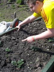 Student admiring the growing potatos